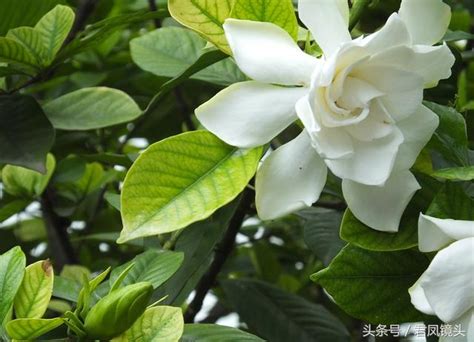 梔子花禁忌|梔子花功效：清肺涼血、調節三高、抑菌鎮痛 